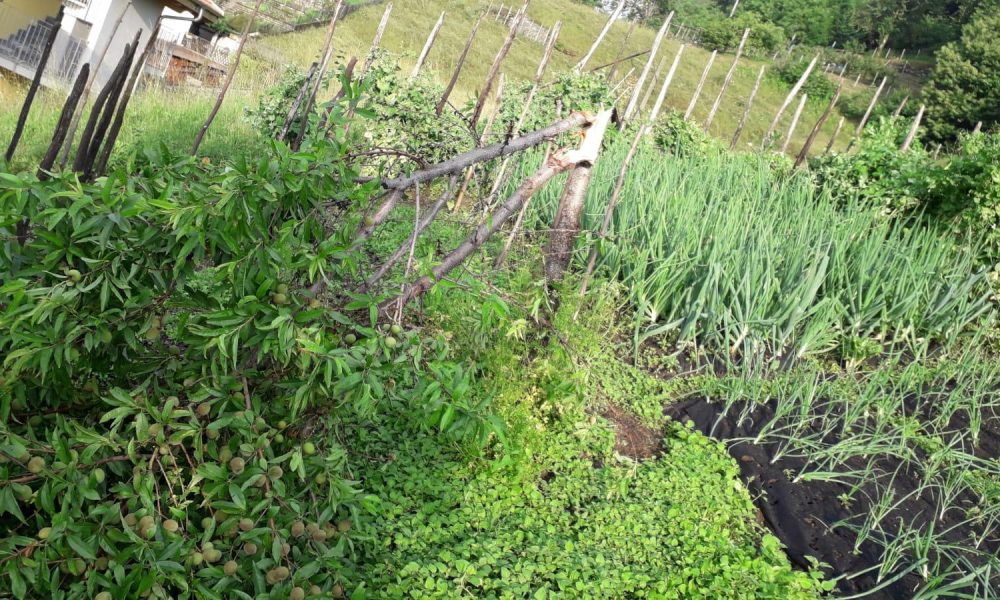 Maltempo, gravi danni all’agricoltura lariana. Coldiretti: “Coltivazioni devastate dalla grandine”