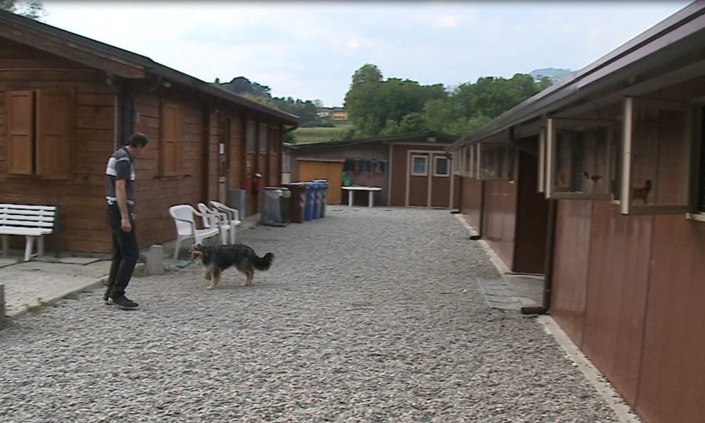 Canile di Valbasca, domenica la grande festa. Riapre il padiglione andato a fuoco ad agosto