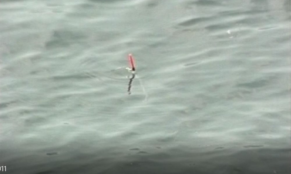 Lago, la crisi del lavarello. Tavolo tecnico al Pirellino