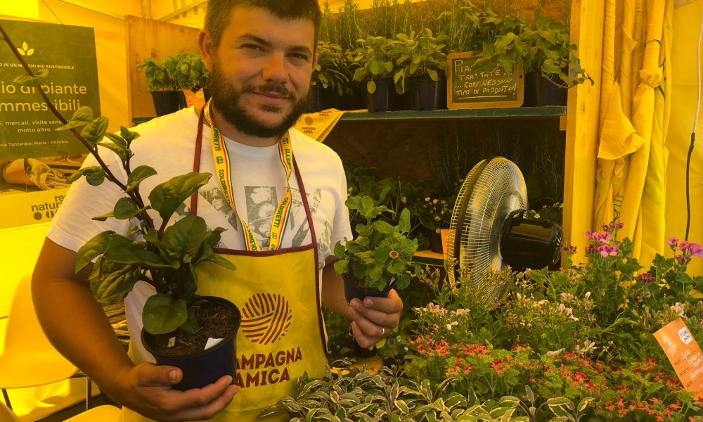 Lago di Como, è boom di piante esotiche. Sul Lario crescono il basilico indiano e lo “zucchero degli aztechi”