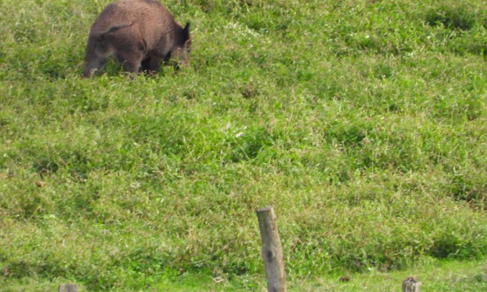 Fauna selvatica: 39enne aggredito da un muflone. Coldiretti: “Servono nuove soluzioni per gestire l’emergenza”