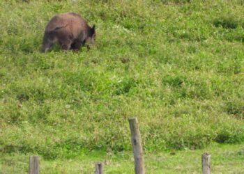 cinghiale nei campi