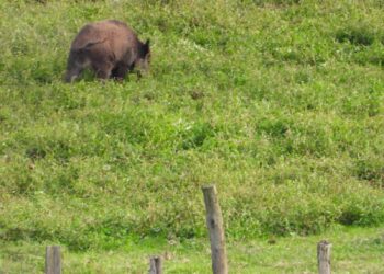 cinghiale nei campi