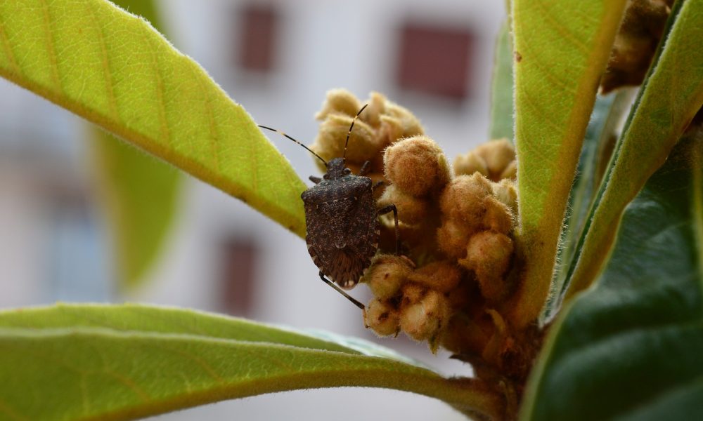 Cimice asiatica, danni fino all’80% delle colture. Regione Lombardia: “Pronti a sperimentare antagonisti naturali”