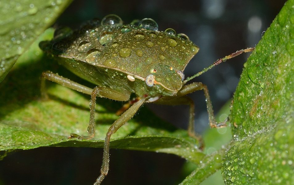 Cimice asiatica, danni ingenti alle colture lombarde. Rolfi: “Chiediamo l’intervento del governo”