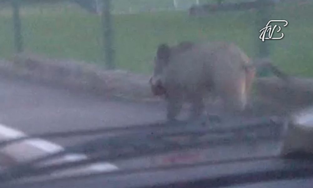 VIDEO – Un cinghiale sul marciapiede a spasso per Como