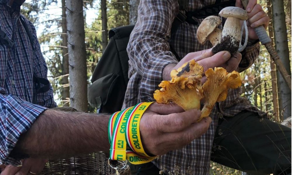 La stagione dei funghi, Coldiretti: “Annata da record, +50% a Como”. I consigli degli esperti per raccoglierli e mangiarli senza rischi