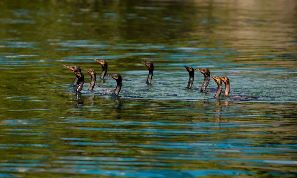 Troppi cormorani, piano per l’abbattimento. Nasce la commissione regionale per rilasciare l’abilitazione al controllo