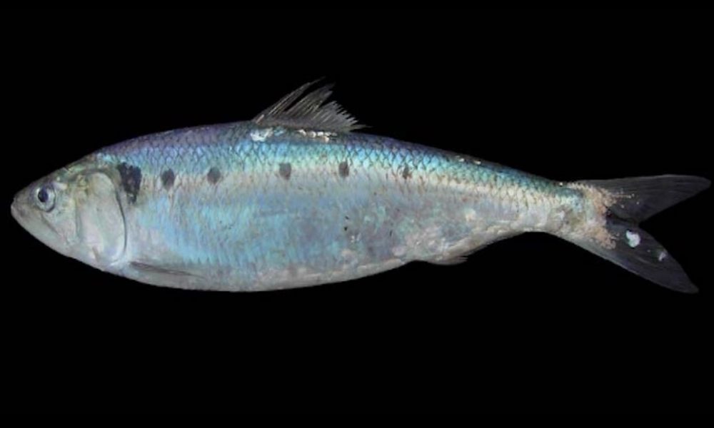 Lavarello in via di estinzione, i pescatori lariani al Pirellone