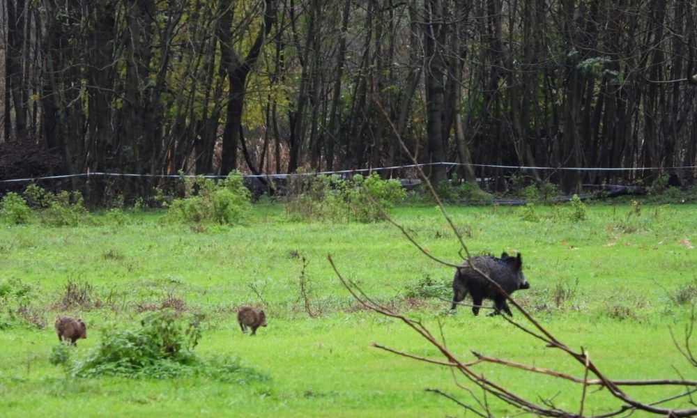 Emergenza cinghiali: Regione Lombardia valuta la caccia di selezione