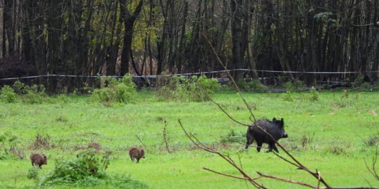 Un cinghiale nei campi a Piano Porlezza