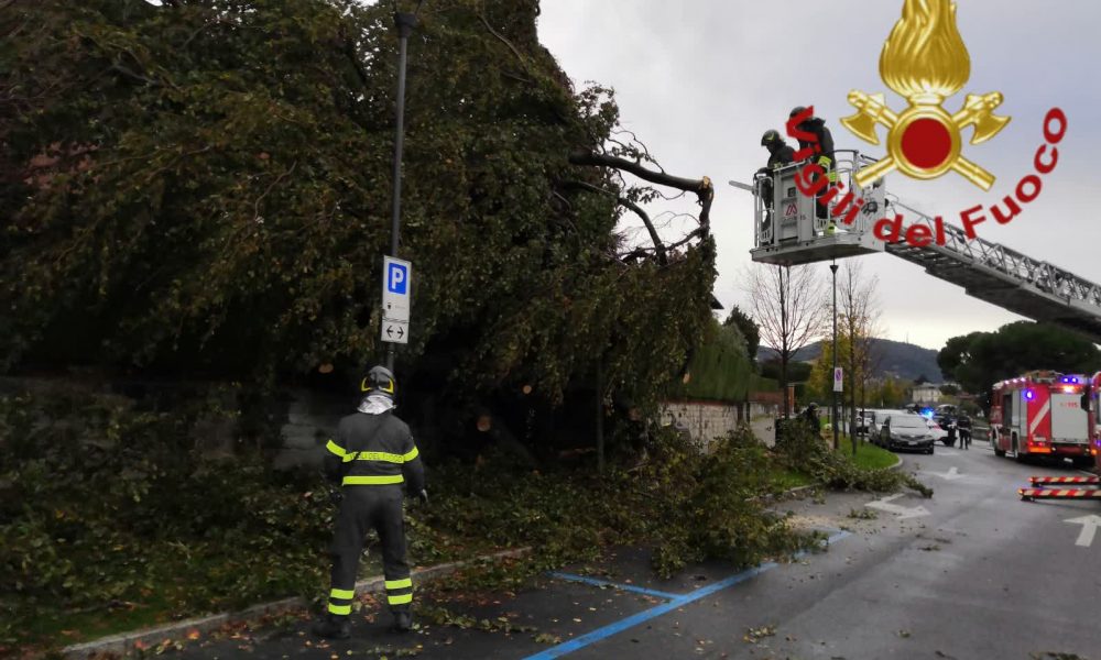 Viale Geno, albero pericolante, al lavoro i vigili del fuoco