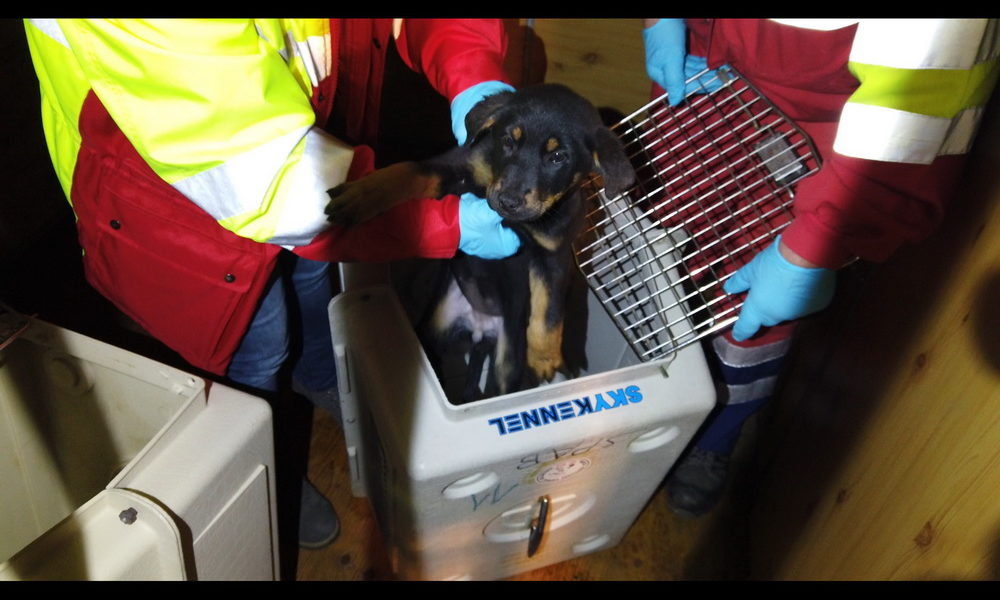 Brogeda, undici cuccioli ammassati nel baule di un’auto salvati dalle guardie di confine