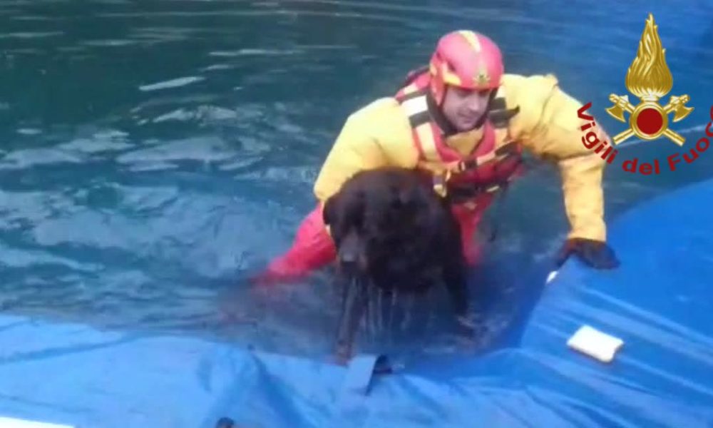 Cantù, cane in difficoltà in una piscina. Salvato dai vigili del fuoco