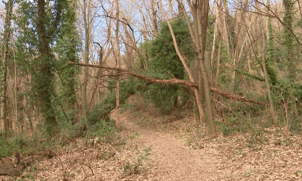Spina Verde, alberi pericolanti e rifiuti. Il presidente: “Non sottovalutiamo nulla”