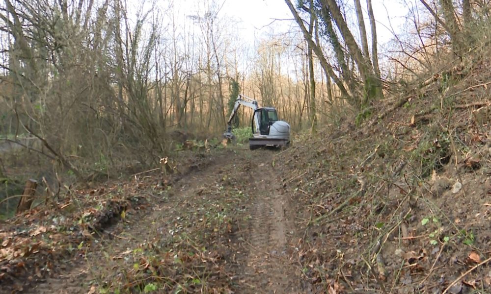 Faloppio, incidente nei boschi. 70enne travolto da un tronco. Grave al Niguarda