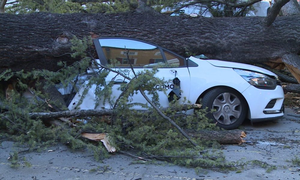 Cedro di Palazzo Cernezzi abbattuto dal vento. La relazione dell’agronomo: “Tiene, ma in condizioni non anomale”