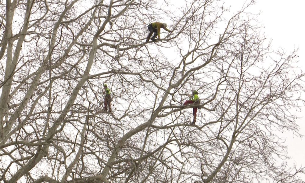 Via Canturina, spettacolare intervento di potatura di un albero