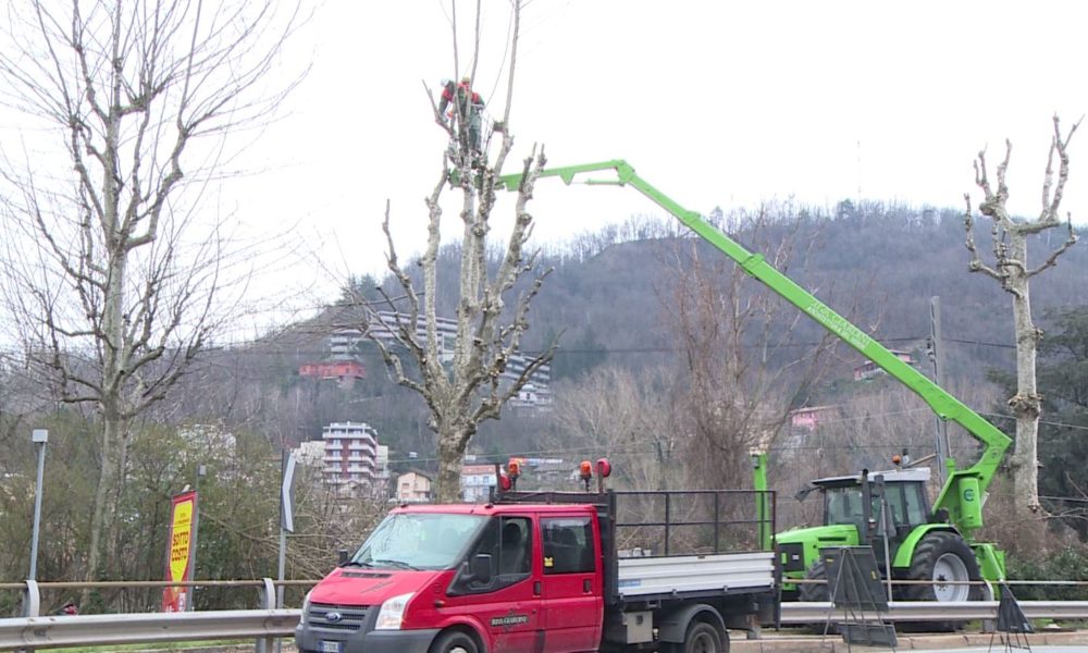 Potature in via Napoleona, lavori fino a sabato