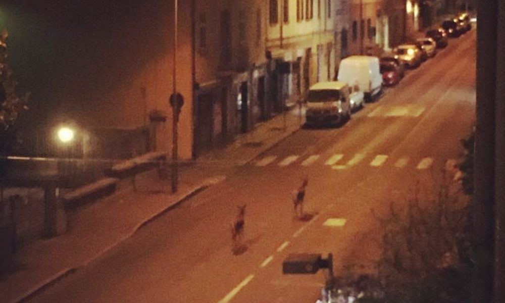 Da Como ad Albavilla, animali selvatici nelle vie deserte e vicino alle case