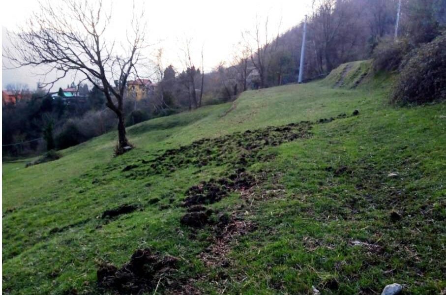 I selvatici invadono campi e strade, la Coldiretti: “Devastazioni e allarme sicurezza”