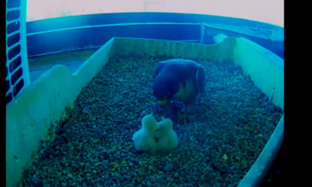 Milano, nati due falchetti pellegrini sul tetto del Pirellone