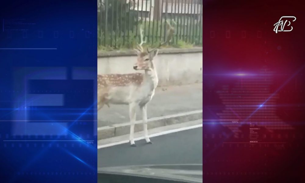 VIDEO – Un animale selvatico a spasso per le strade della provincia di Como