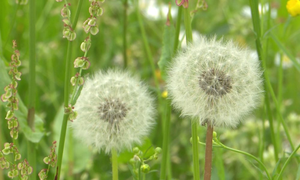 Sanità, allergie al tempo del coronavirus. Il medico: “Difficile confondere i sintomi”