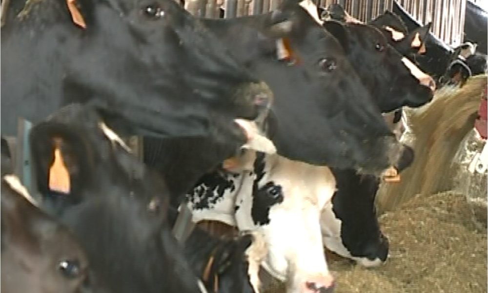 Agricoltura. Coldiretti: “Il settore ha resistito”. Tasti dolenti: calo del prezzo del latte e blocco della ristorazione