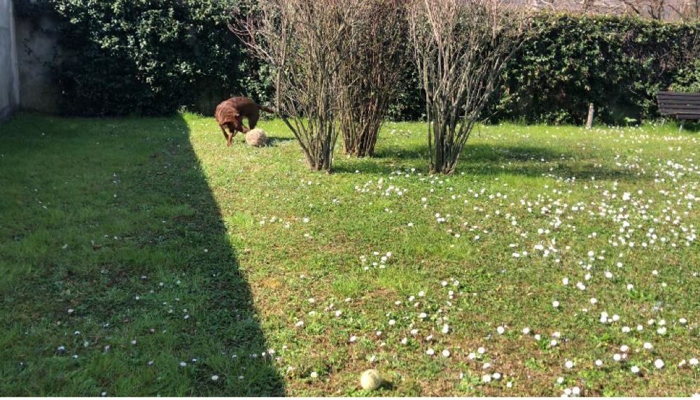 Sfalci del giardino e scarti vegetali, a Como arriva il servizio di ritiro gratuito a domicilio