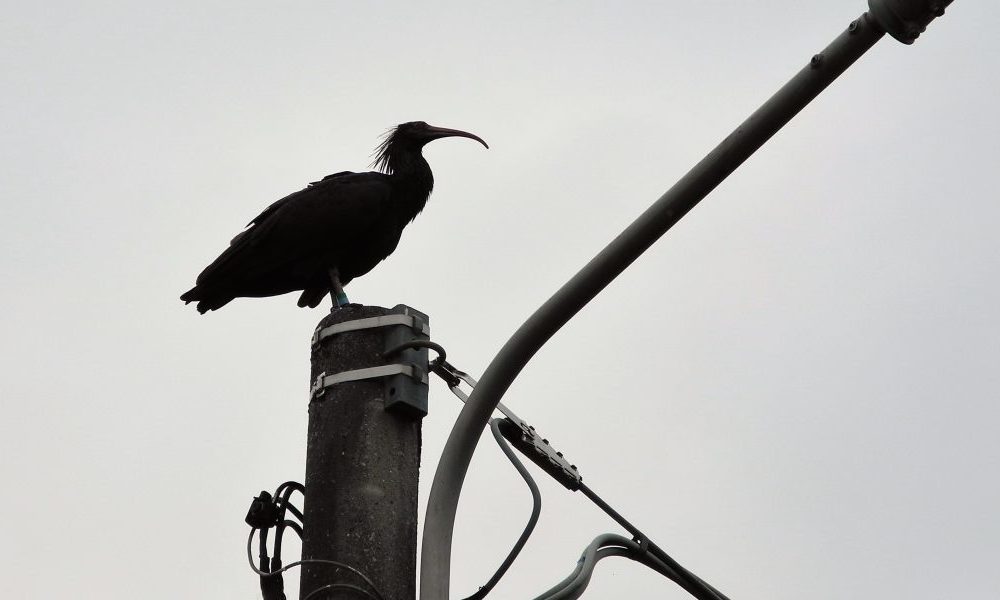Tre ibis eremita avvistati a Verzago