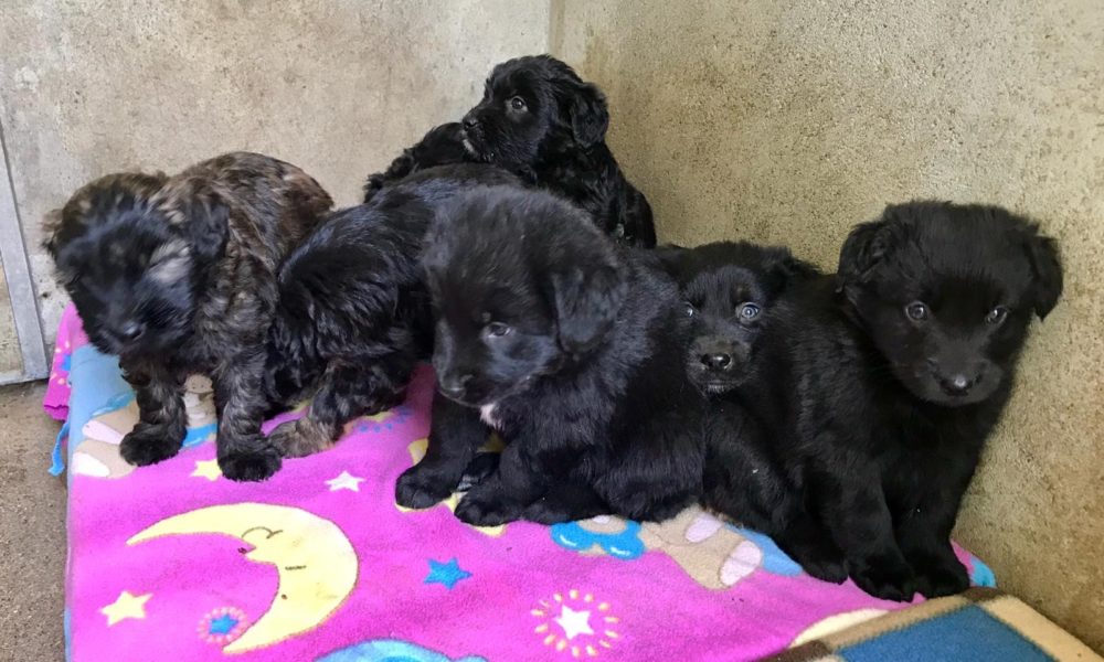 L’allarme dell’Enpa: “Rischio animali abbandonati dal sud”