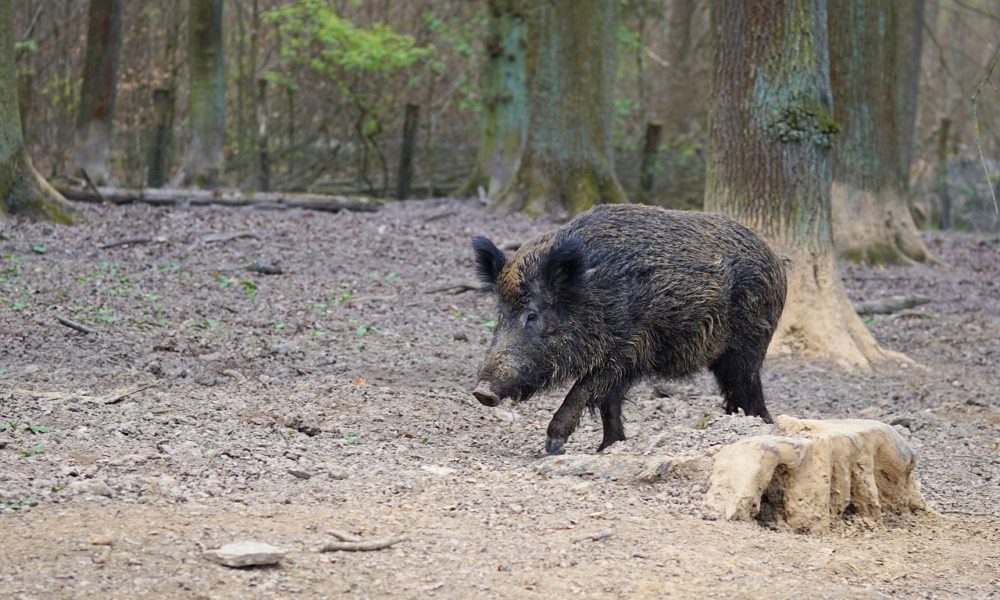 Cinghiali, Zoffili: “Predisporre un pacchetto di misure per il contenimento”
