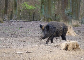 cinghiale