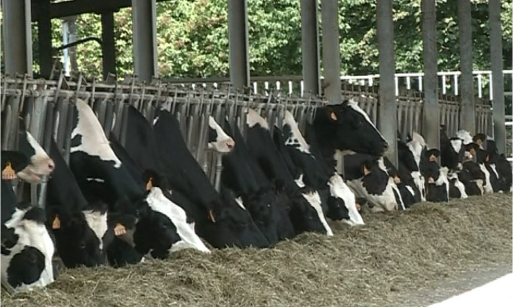 Agricoltura, tornano i lavoratori stranieri. Coldiretti Como: “Manodopera necessaria anche in provincia”