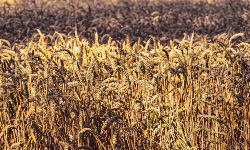 Marijuana nascosta nel granturco scoperta dalla Finanza in elicottero