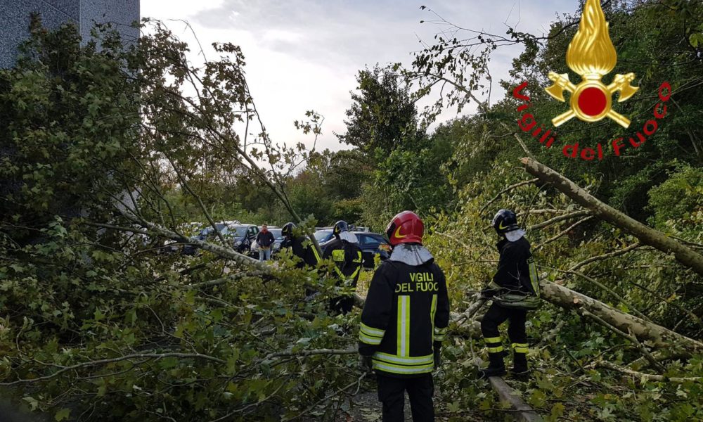 Faloppio, albero caduto sulle auto in sosta. Nessun ferito
