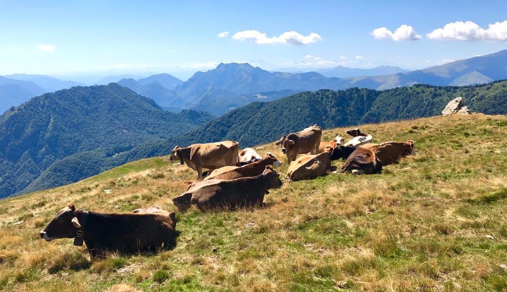 Transumanza, in corso la discesa dagli alpeggi. Tanti giovani pastori in quota