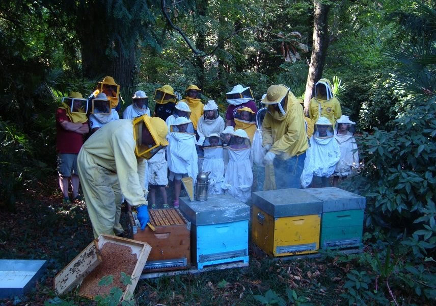 Domenica la “Festa delle Api..in volo”: tanti eventi sul territorio dedicati al mondo dell’apicoltura