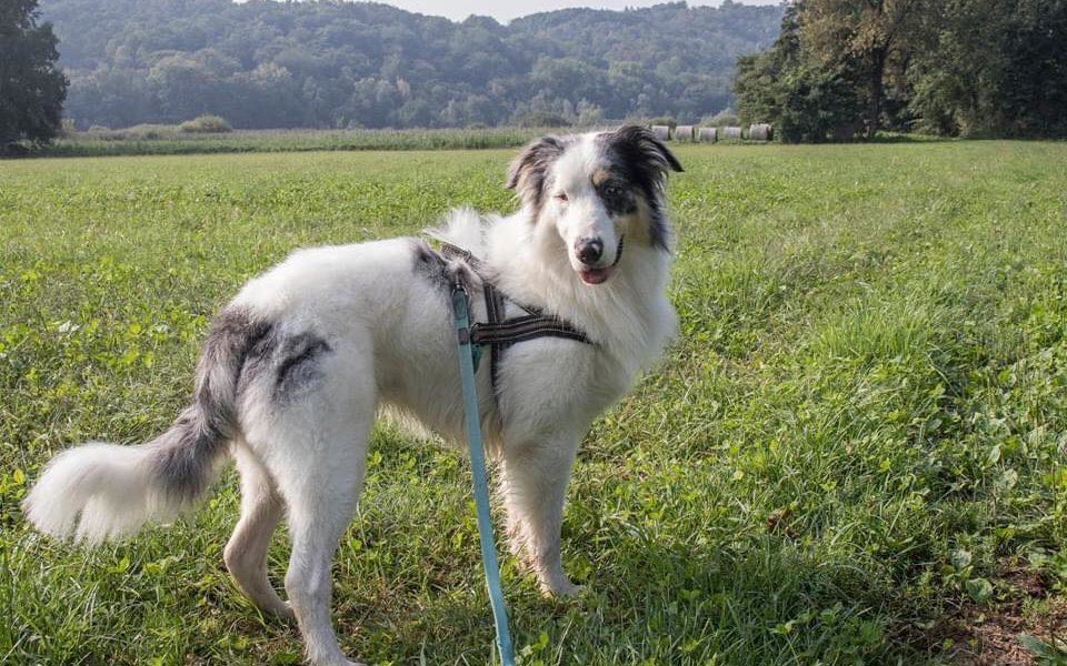 Canton Ticino, domani la consegna di 29 mila firme contro l’eutanasia per gli animali sani