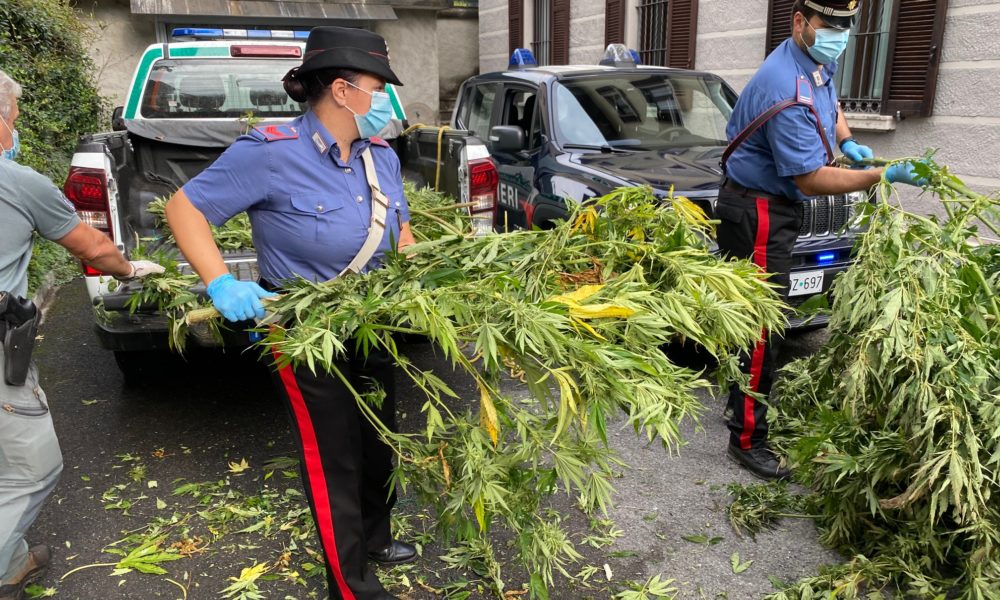 Altolago, scoperte tre piantagioni di marijuana, sequestrati 120 chili di droga