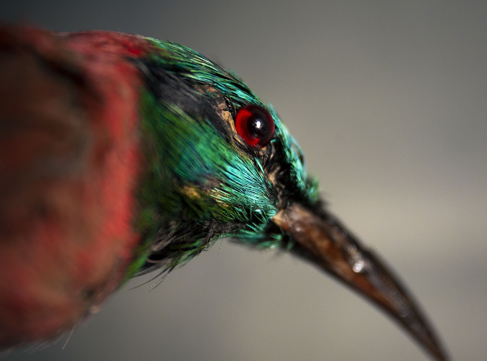 Dal gruccione al vitello a due teste, una raccolta fondi per recuperare i diecimila reperti del liceo Volta