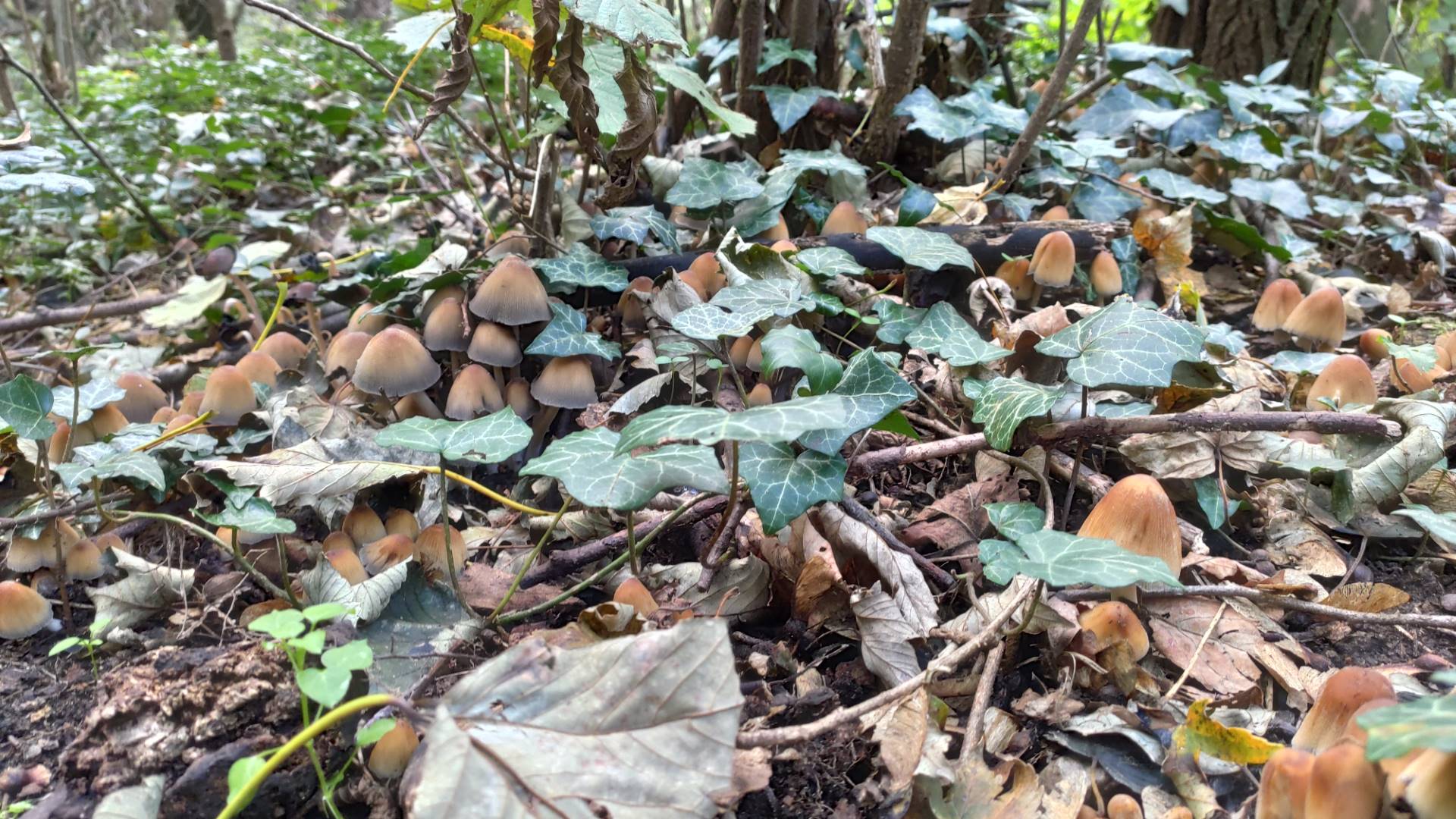 Stagione micologica, 21 chili di funghi confiscati. Esperti di Ats Insubria a disposizione dei cittadini