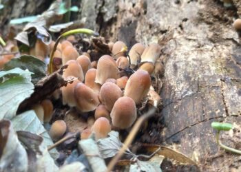 funghi