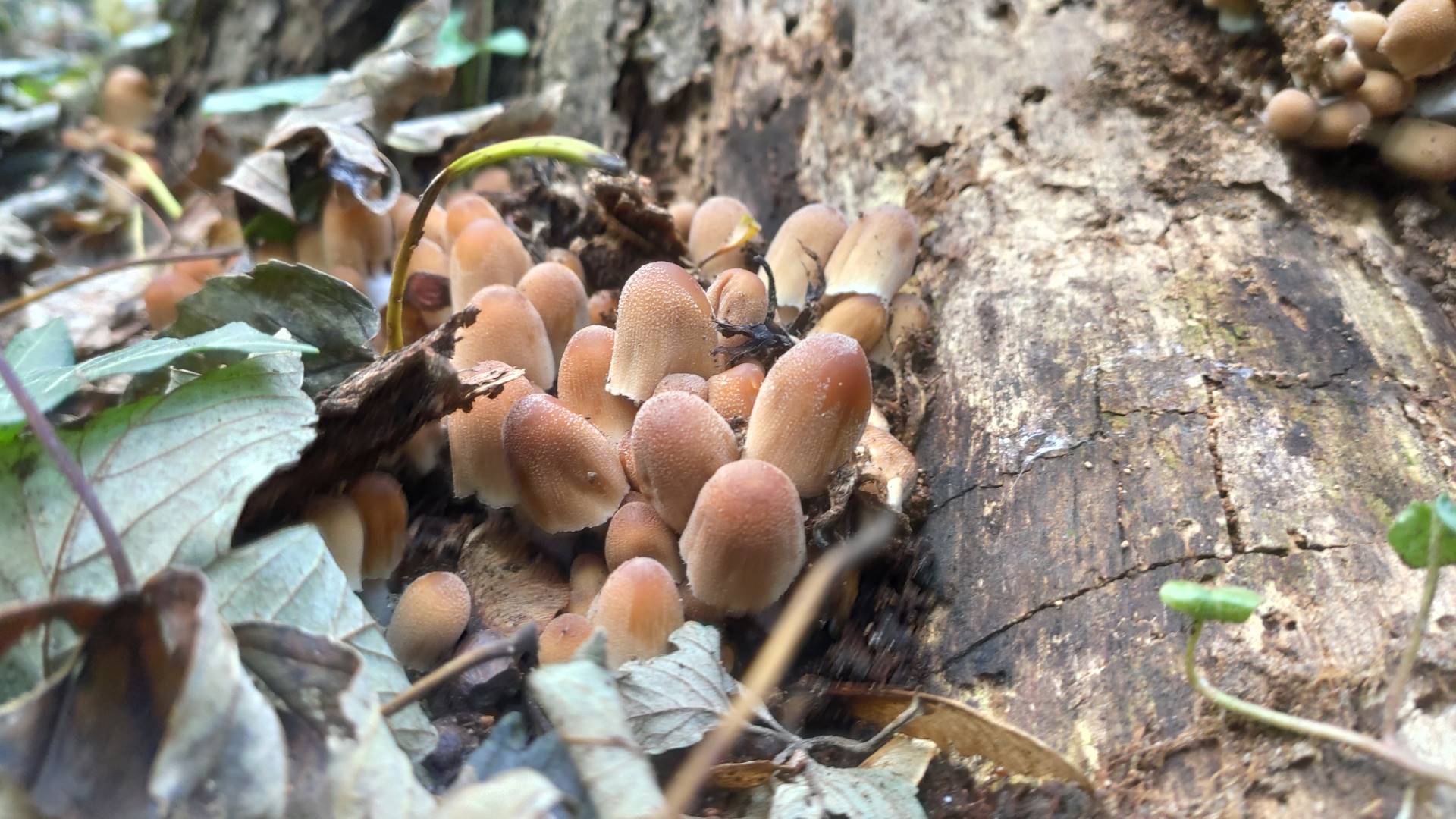 Funghi: attivo dal 1 agosto il servizio per il controllo della commestibilità