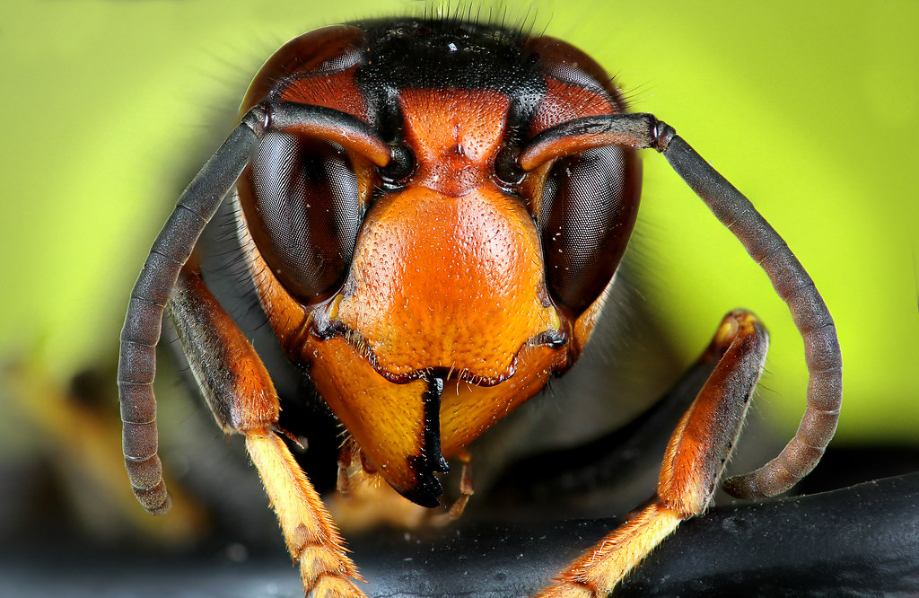 Arriva in Ticino la “vespa Velutina”, calabrone asiatico pericoloso per le api