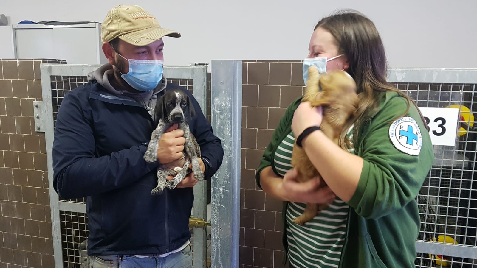 Cuccioli trasportati senza rispettare le regole, sanzionato il camionista. Cani e gatti accolti in via Stazzi