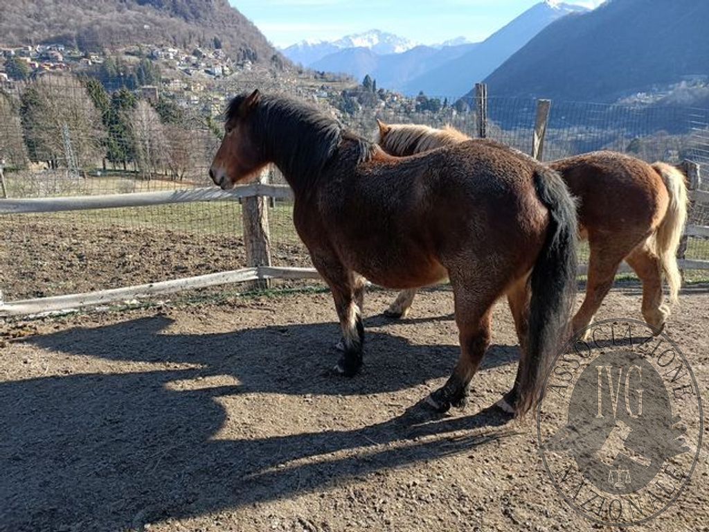 Cavalli abbandonati e maltrattati, il Tribunale li toglie al proprietario e li mette all’asta