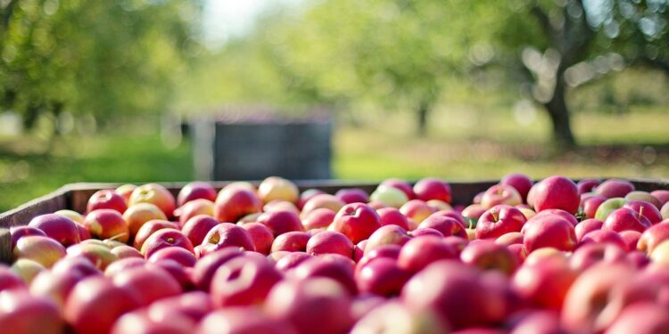 Agricoltura di mele