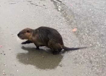 Una nutria sulla spiaggia del lago di Como